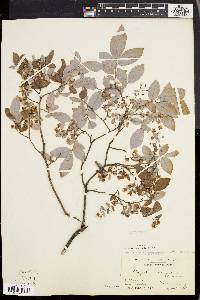 Vaccinium stamineum var. affine image