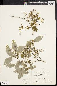 Vaccinium stamineum var. affine image