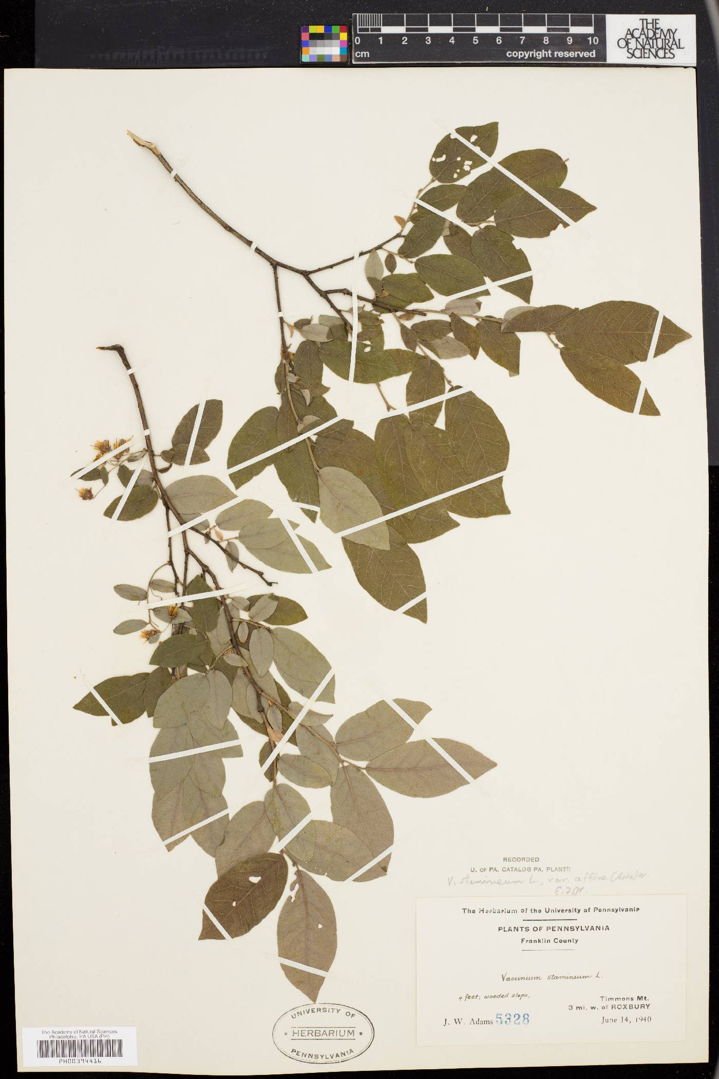 Vaccinium stamineum var. affine image