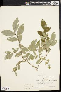 Vaccinium stamineum var. interius image