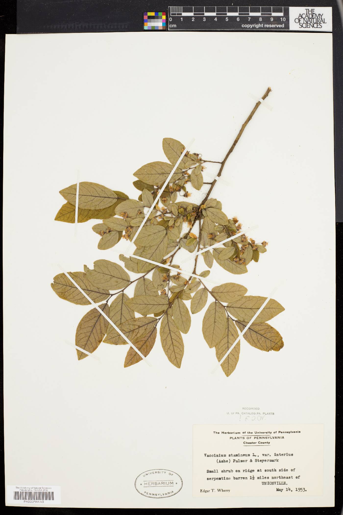 Vaccinium stamineum var. interius image