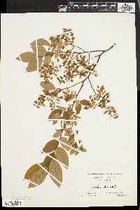 Vaccinium stamineum var. interius image