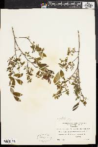 Vaccinium stamineum var. interius image