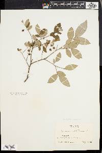 Vaccinium stamineum var. neglectum image