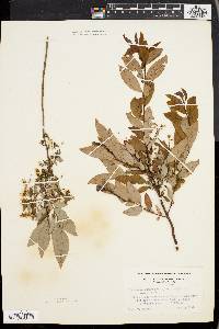 Vaccinium stamineum var. neglectum image