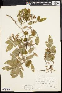 Vaccinium stamineum var. neglectum image