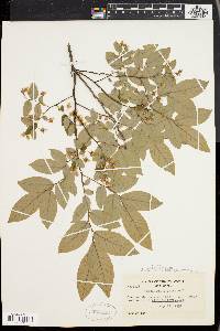 Vaccinium stamineum var. neglectum image