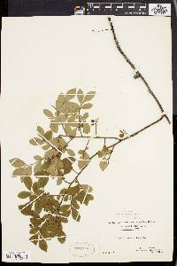 Vaccinium vacillans image