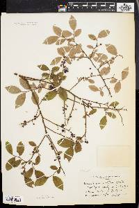 Vaccinium vacillans image