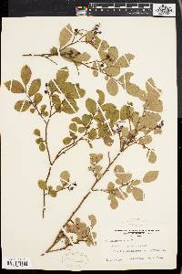 Vaccinium vacillans image