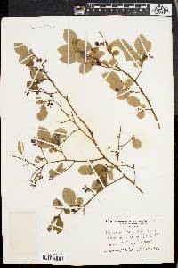 Vaccinium vacillans image