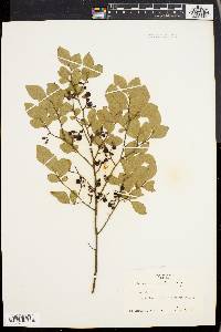 Vaccinium vacillans image