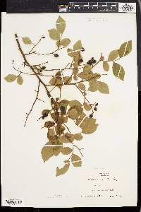 Vaccinium vacillans image