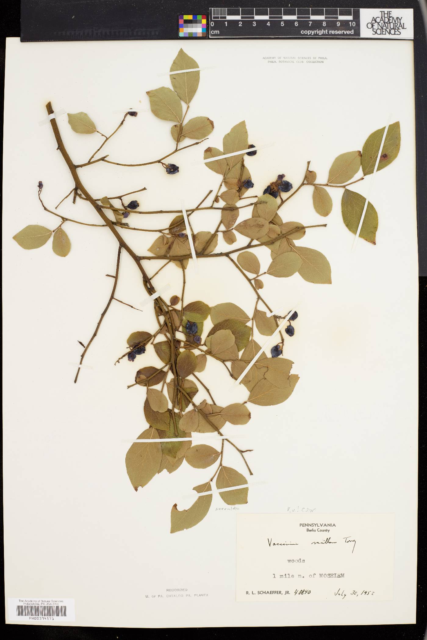 Vaccinium vacillans image