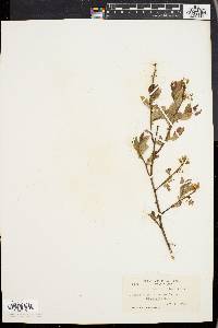 Vaccinium vacillans image