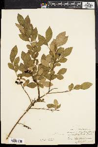 Vaccinium vacillans image