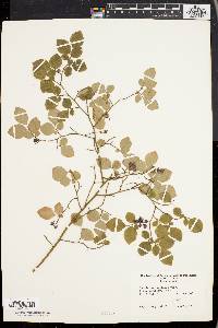 Vaccinium vacillans image