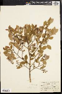 Vaccinium vacillans image