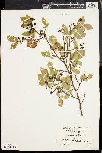 Vaccinium vacillans image