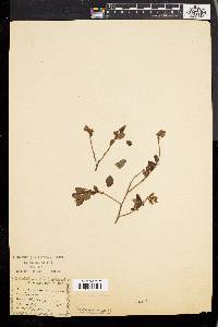 Vaccinium vacillans image