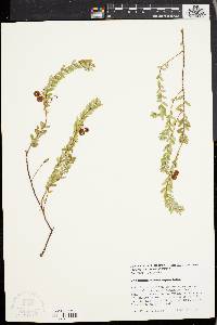 Vaccinium macrocarpon image