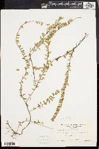 Vaccinium macrocarpon image