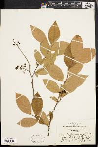 Vaccinium marianum image