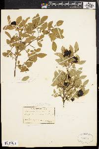 Vaccinium myrtilloides image