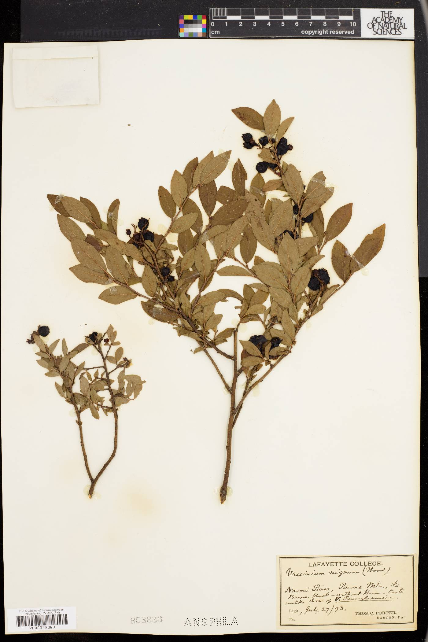 Vaccinium nigrum image