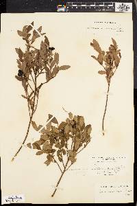 Vaccinium nigrum image