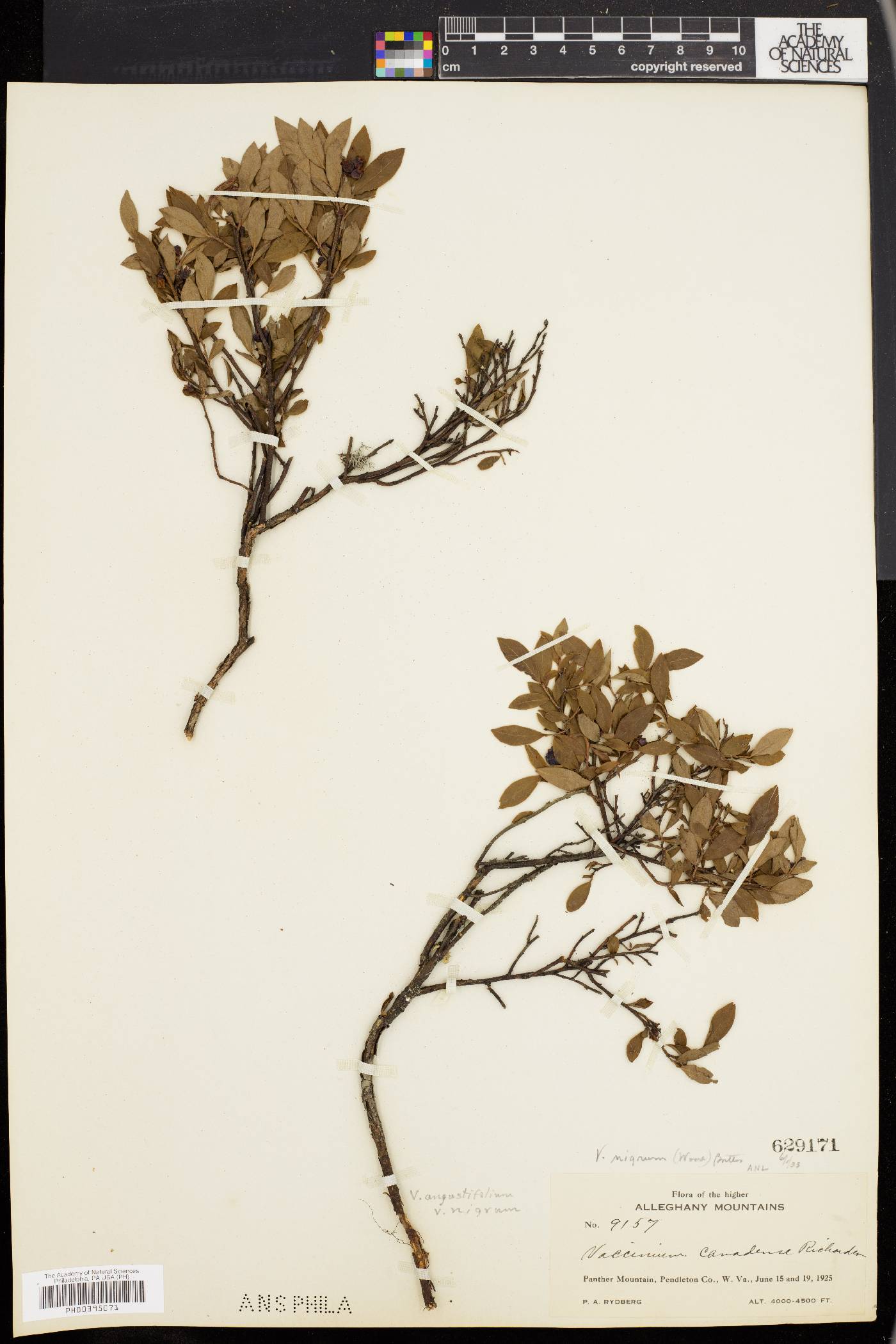 Vaccinium nigrum image