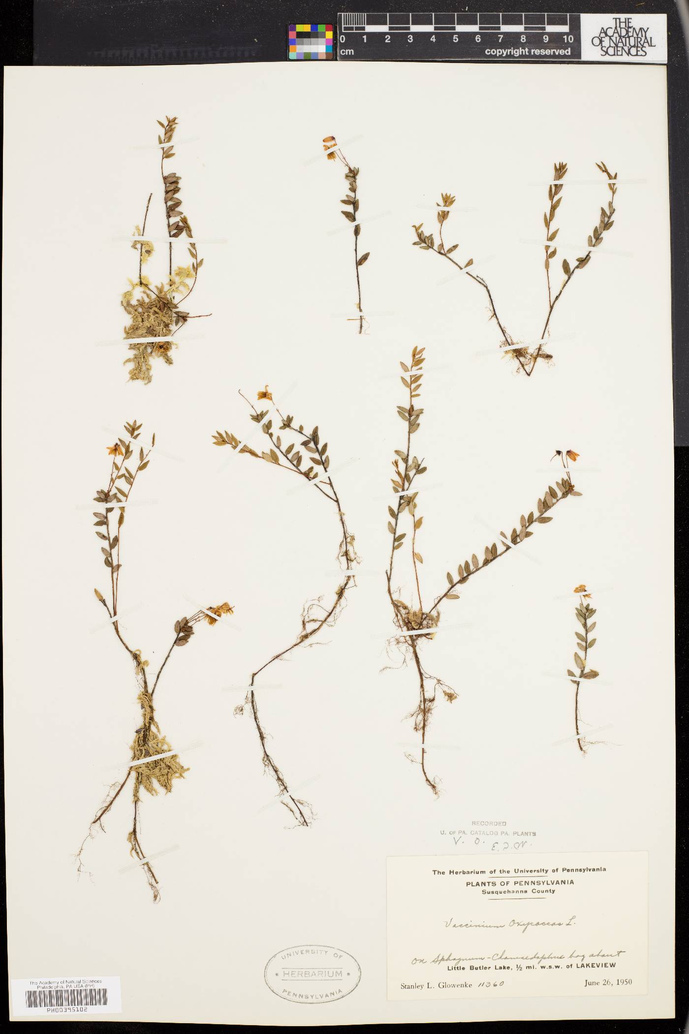 Vaccinium oxycoccus image