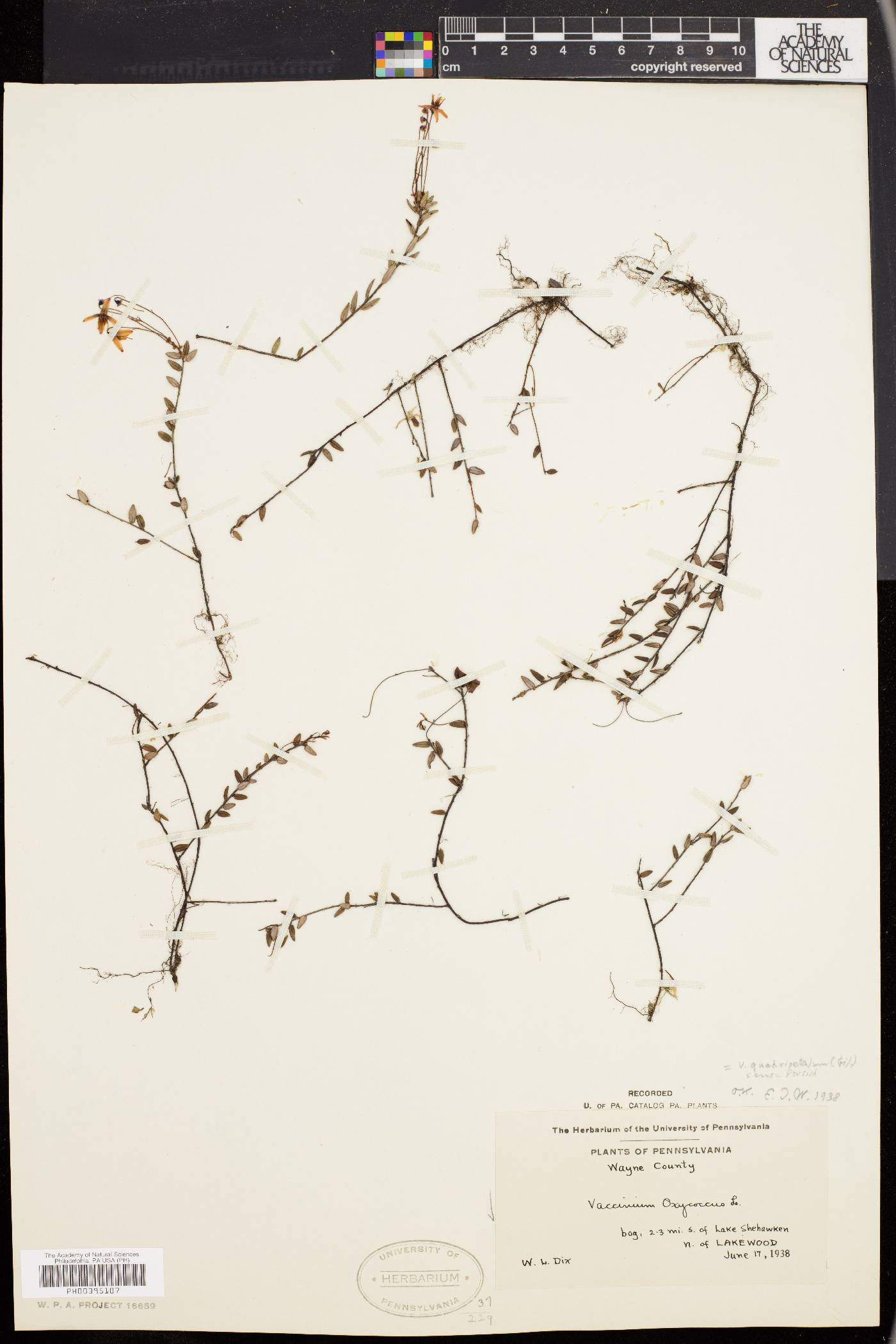 Vaccinium oxycoccus image