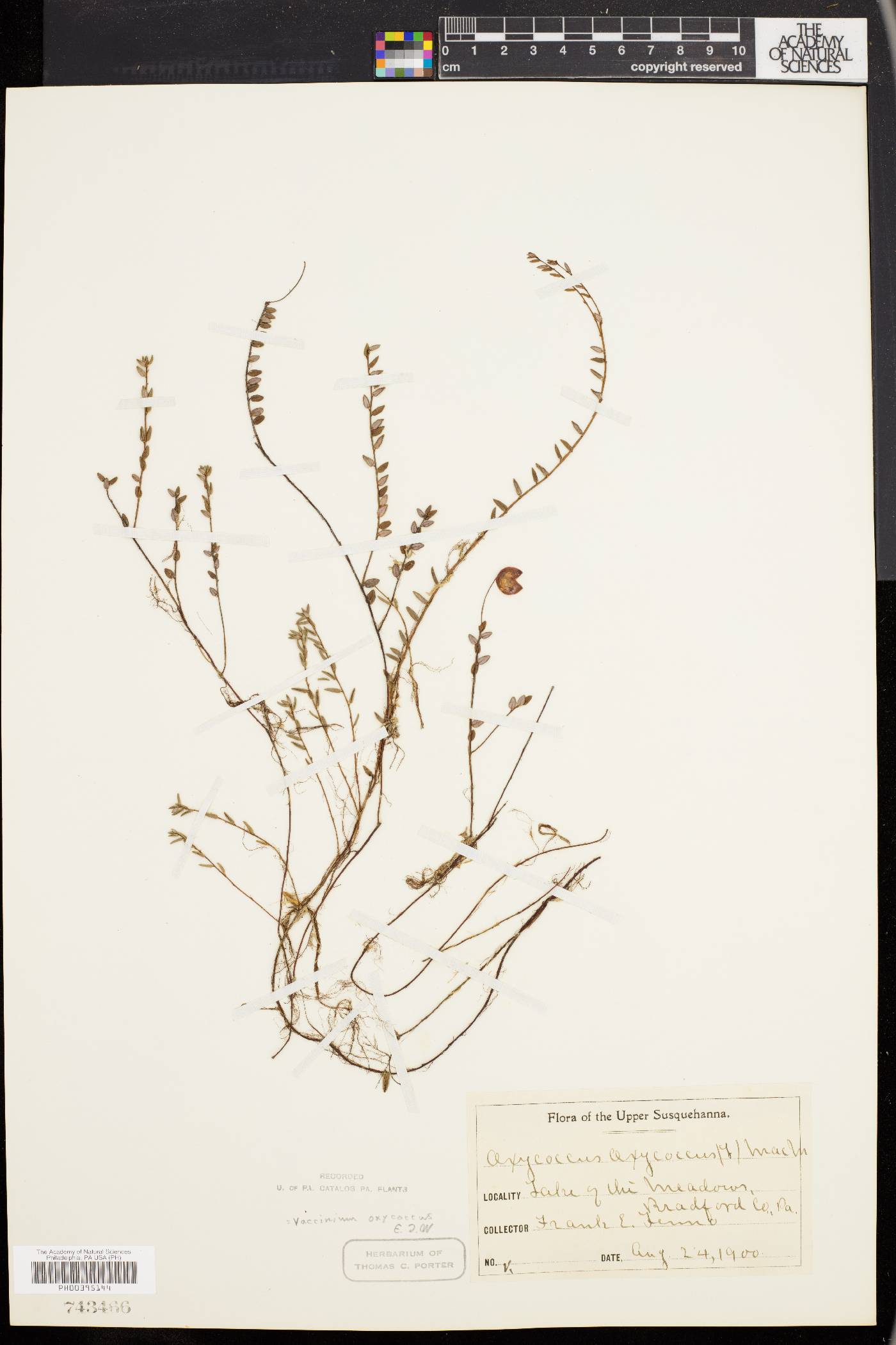 Vaccinium oxycoccos image