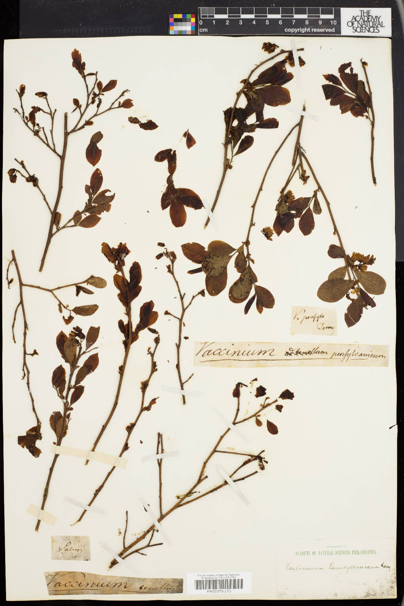 Vaccinium pensylvanicum image