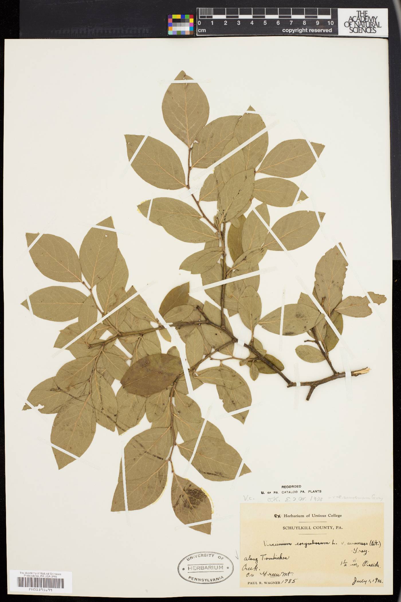 Vaccinium corymbosum var. amoenum image