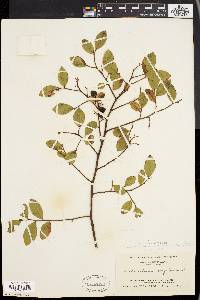 Vaccinium corymbosum var. amoenum image