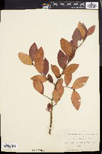 Vaccinium corymbosum var. glabrum image