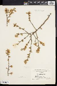 Vaccinium corymbosum var. glabrum image