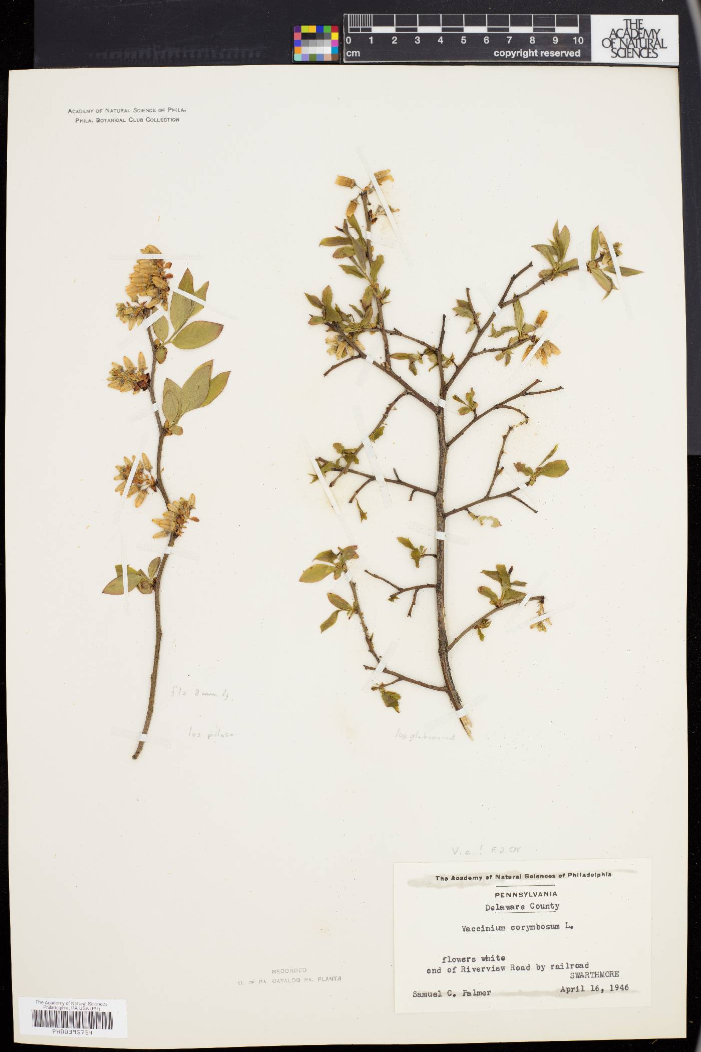 Vaccinium corymbosum var. glabrum image