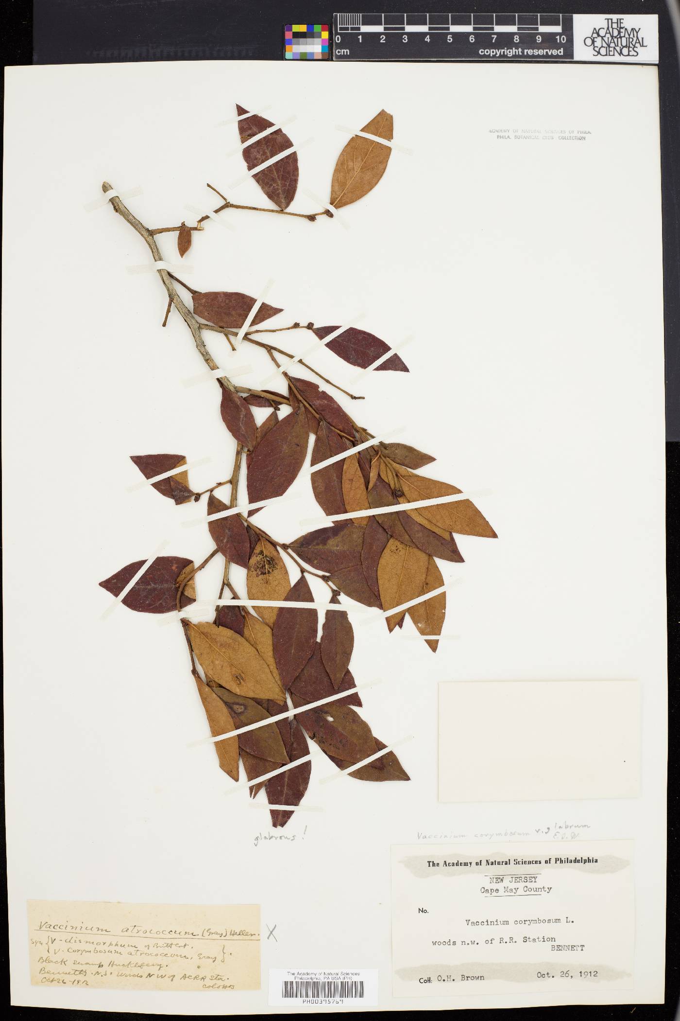 Vaccinium corymbosum var. glabrum image