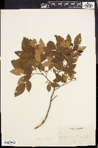 Vaccinium atrococcum image