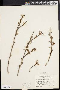 Vaccinium atrococcum image