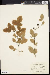 Vaccinium atrococcum image