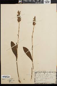 Platanthera clavellata image