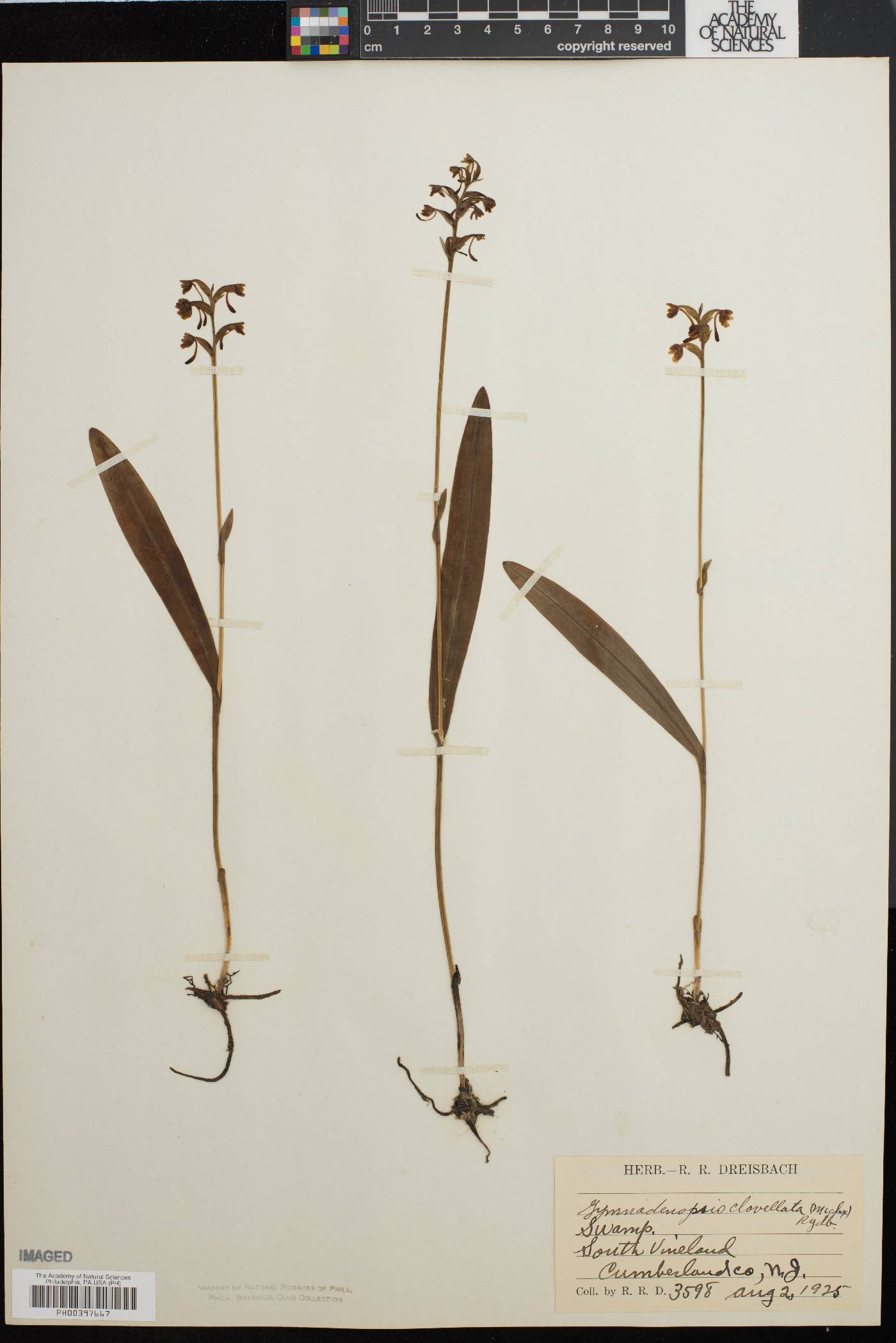 Gymnadeniopsis clavellata image