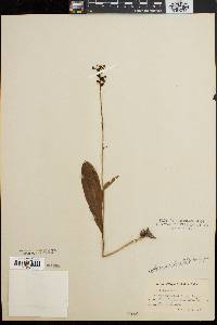 Platanthera clavellata image