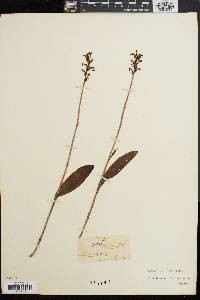 Platanthera clavellata image