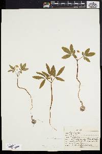 Panax trifolium image