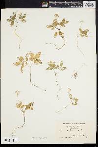 Panax trifolium image